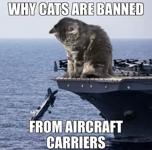 Chapi Cat You’ve never seen a cat on an aircraft carrier just saying… Chapi - WHY ...
