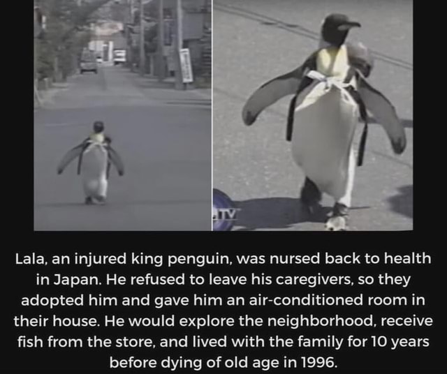lala-an-injured-king-penguin-was-nursed-back-to-health-in-japan-he