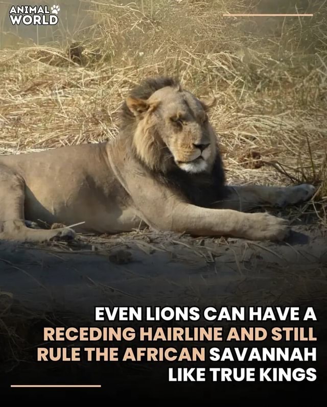 ANIMAL WORLD EVEN LIONS CAN HAVE A RECEDING HAIRLINE AND STILL RULE THE ...