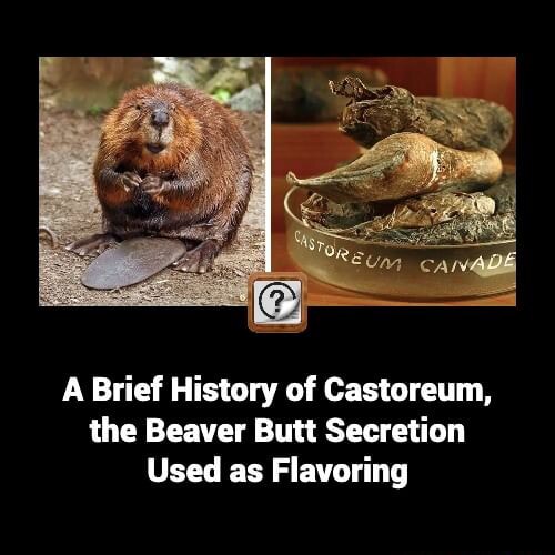 A Brief History of Castoreum, the Beaver Butt Secretion Used as ...