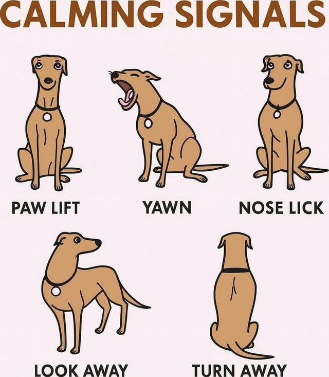 CALMING SIGNALS PAW LIFT YAWN NOSE LICK LOOK AWAY TURN AWAY - America’s ...