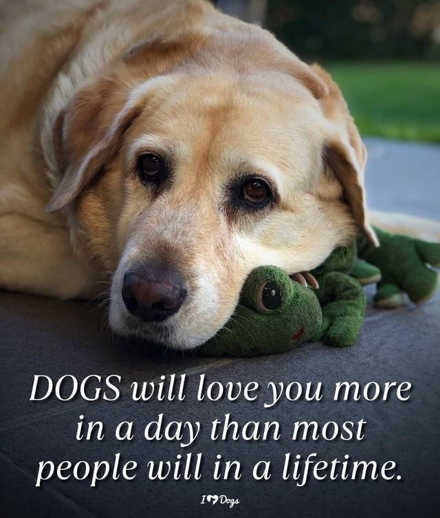 DOGS will love you more ina day than most people will in a lifetime ...