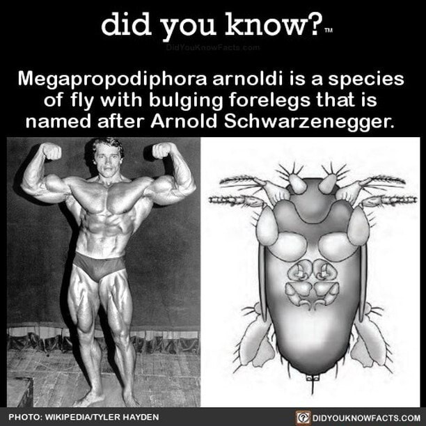 Did you know? Megapropodiphora arnoldi is a species of fly with bulging ...