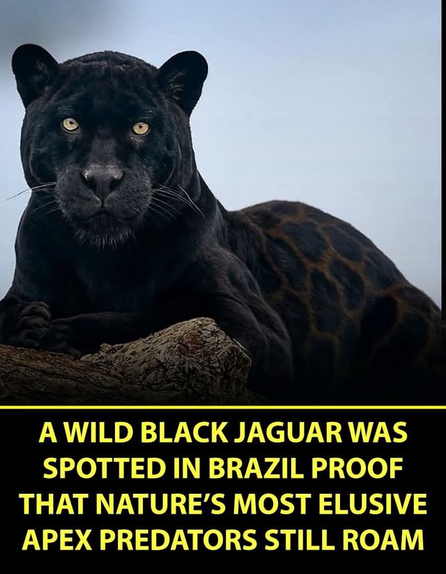 Brazil Predators A WILD BLACK JAGUAR WAS SPOTTED IN BRAZIL PROOF THAT NATURE'S MOST ...