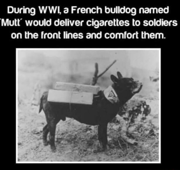 french bulldog delivering cigarettes During WWI, a French bulldog named Mutt' would deliver cigarettes to  soldiers on the front lines and comfort them