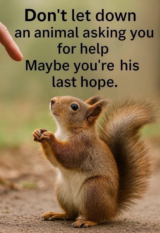 Don't let down an animal asking you for help Maybe you're his last hope ...