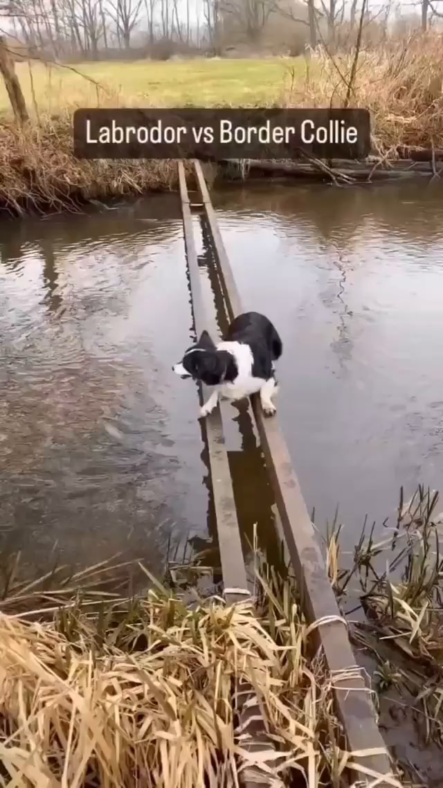 Labrodor R Border Labrodor vs Border Collie - America’s best pics and videos
