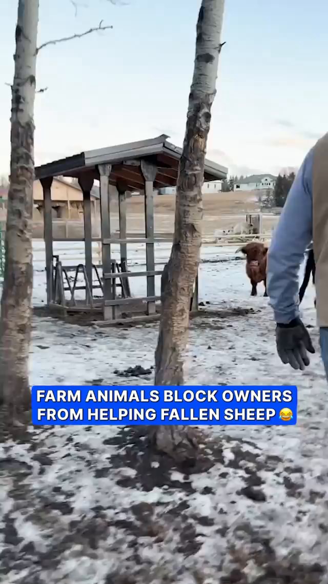 Us FARM ANIMALS BLOCK OWNERS FROM HELPING FALLEN SHEEP - America’s best ...