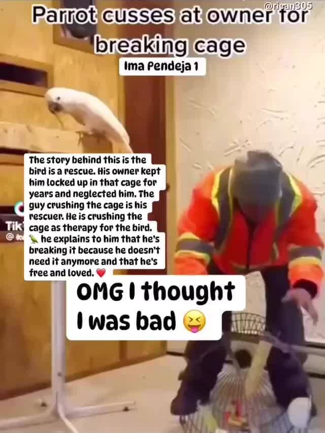 Parrot owner for breakinglcage The story behind this is the bird is a ...
