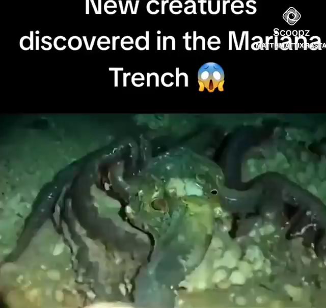 NEW Creatures discovered in the Masiana. Trench - America’s best pics ...