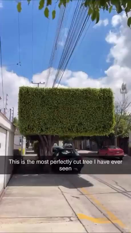 Ir This Is The Most Perfectly Cut I Have Ever Seen America S Best